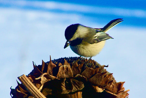 Blank Gift Enclosure Cards - EK Designs - Chickadee