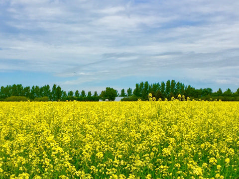 Blank Gift Enclosure Cards - EK Designs - Canola Field - 1