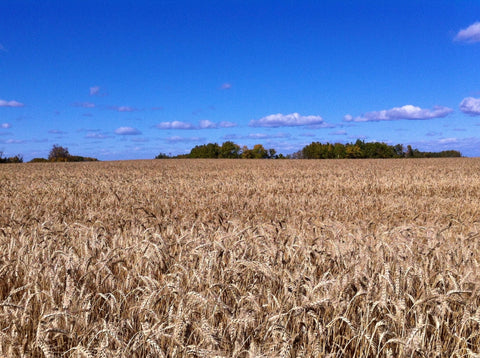 Blank Gift Enclosure Cards - EK Designs - Wheat Field - 1