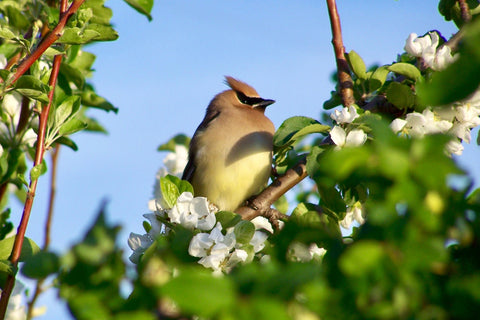 Blank Gift Enclosure Cards - EK Designs - Cedar Waxwing - 1