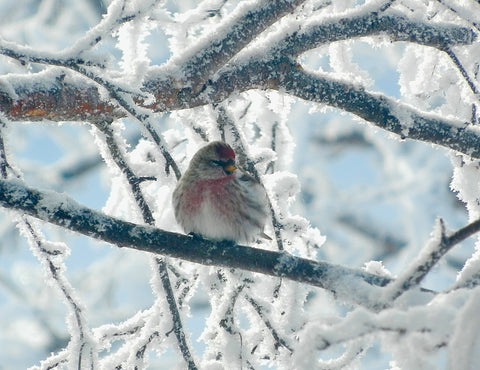 Blank Gift Enclosure Cards - EK Designs - Winter Redpoll