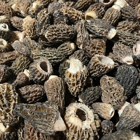 Morel Mushrooms - Wildland Foods