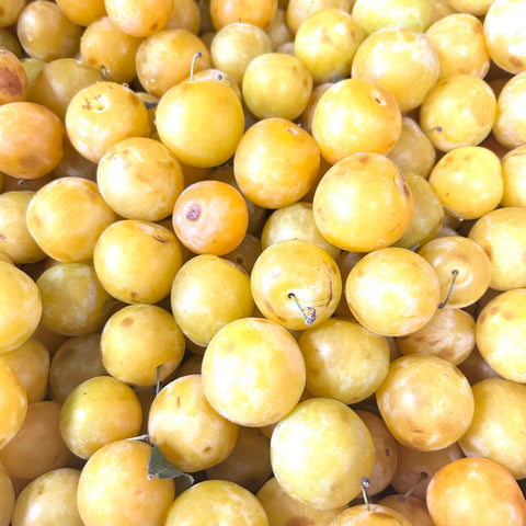 Gold Plums - Steve & Dan's BC Fruit - per lb