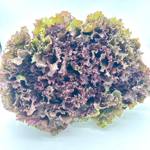 Organic Red Leaf Lettuce - Heliotrope