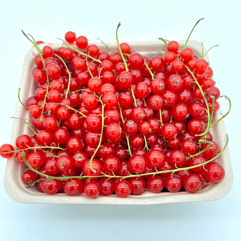 Red Currants - Steve and Dan's BC Fresh Fruit - 1 pint
