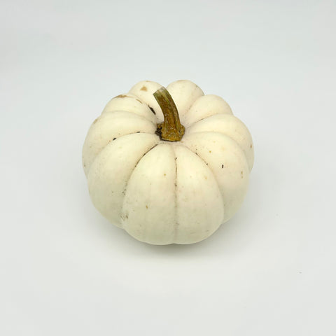 Pumpkin - Casperita - Pete's Prairie Pumpkins - Priced / Pumpkin