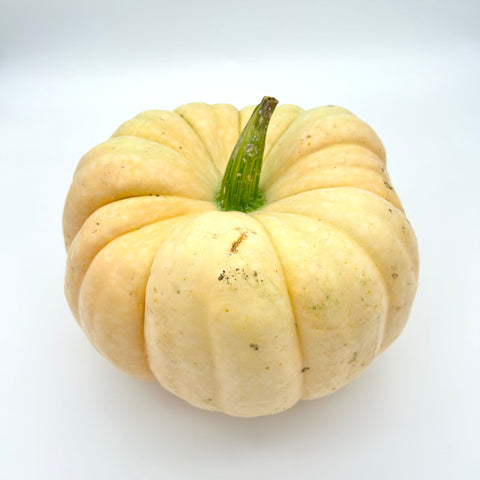 Pumpkin - Porcelain Princess - Pete's Prairie Pumpkins - Priced / Pumpkin