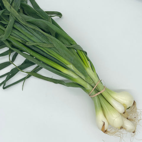 Green Onion - Pioneer Gardens - 1 Bunch