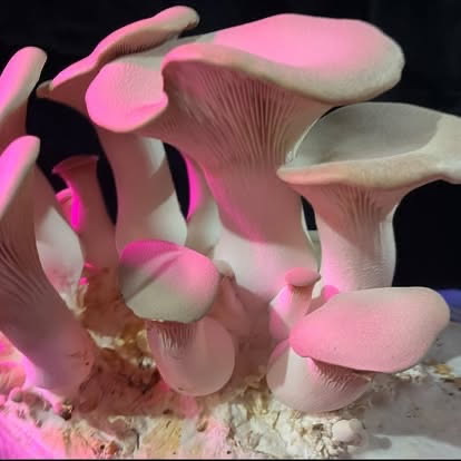 King Trumpet Mushrooms - Simply Harvest Foods - 200g