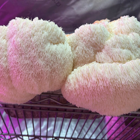 Lion's Mane Mushrooms - Simply Harvest Foods - 200g